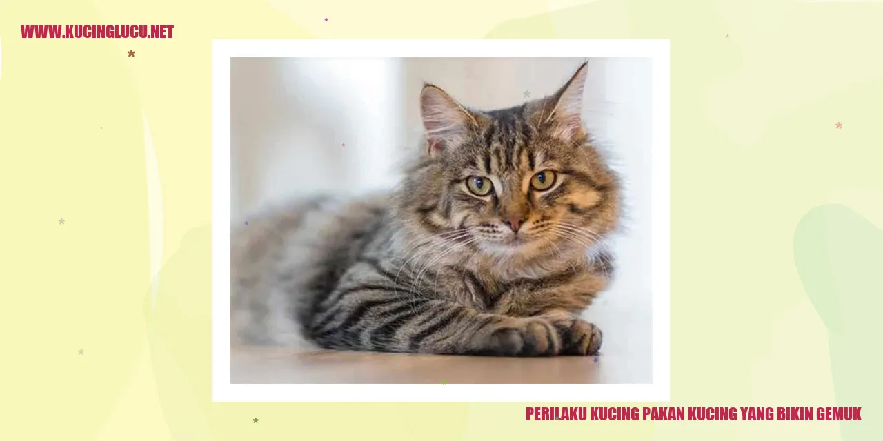Gambar Kucing Gemuk
