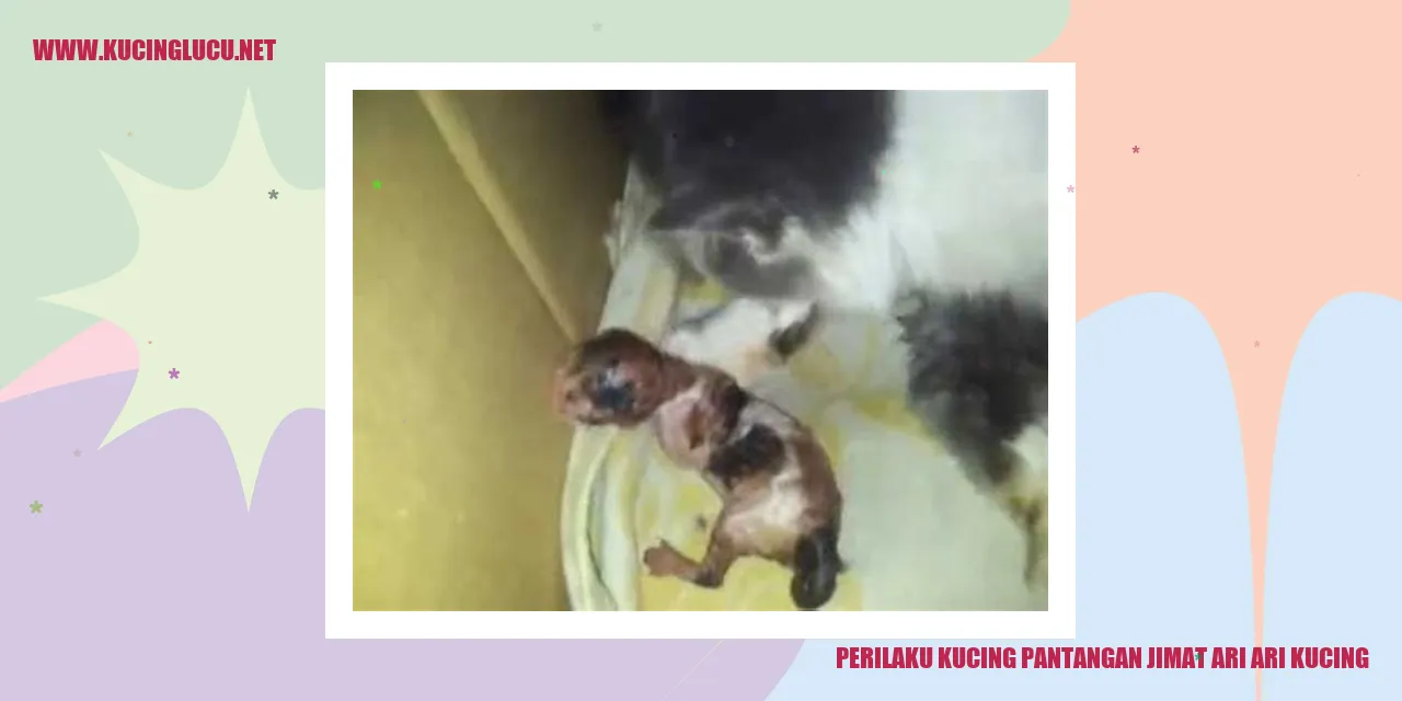Gambar Kucing