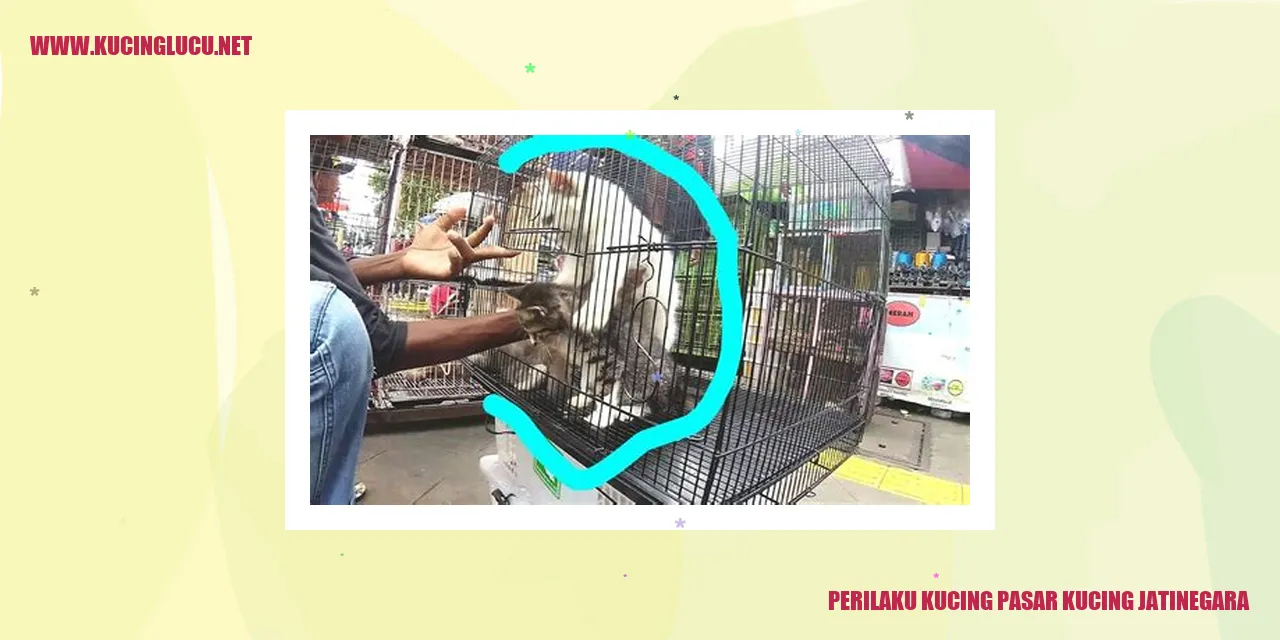 Kucing pasar Jatinegara