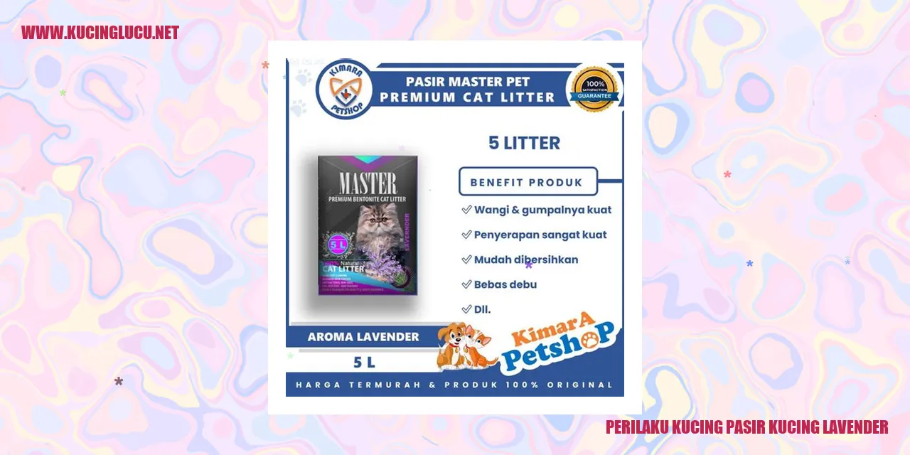 Kucing pasir Kucing Lavender