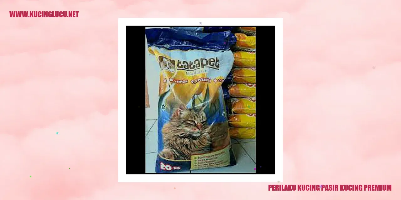 Foto Kucing Pasir Kucing Premium
