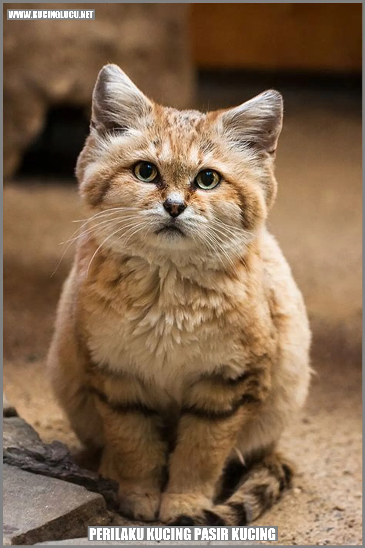 Kucing Pasir yang Menarik