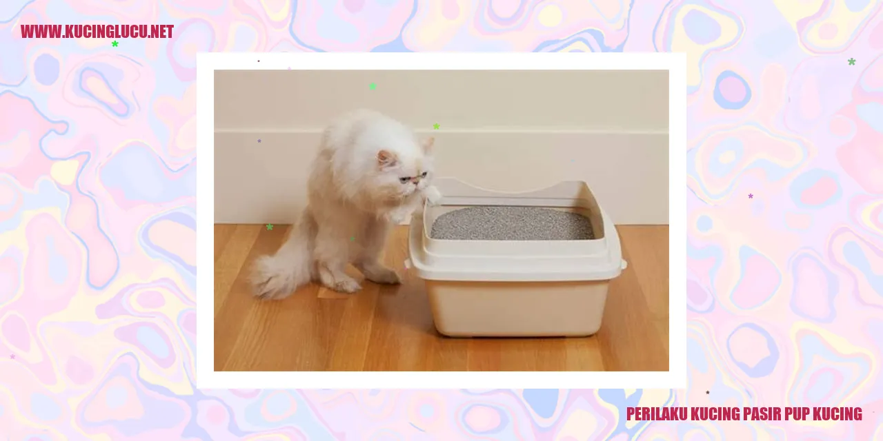Kucing Pasir Pup Kucing