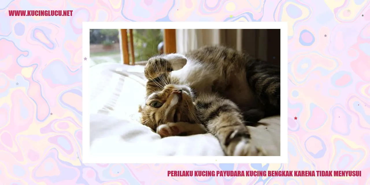 Perilaku Kucing Payudara Bengkak Karena Tidak Menyusui