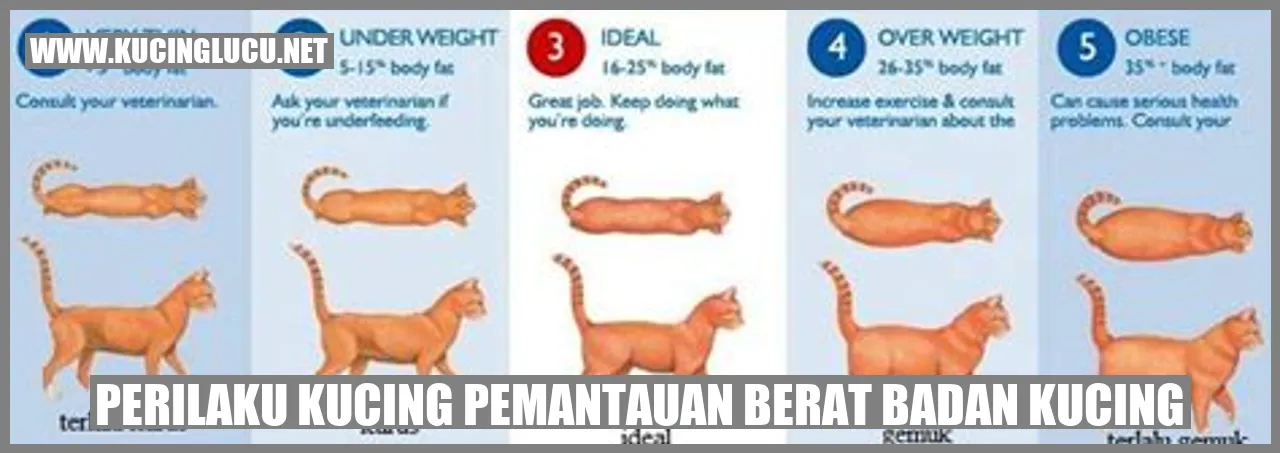 Perilaku Kucing pemantauan berat badan kucing