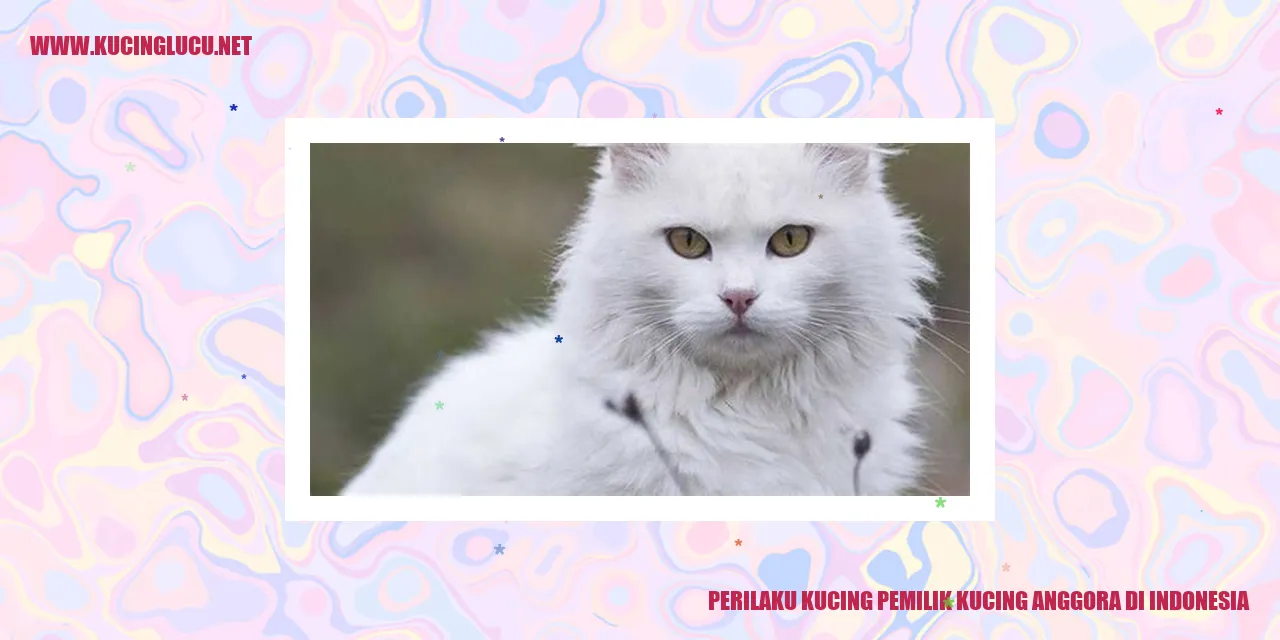 Perilaku Kucing Anggora
