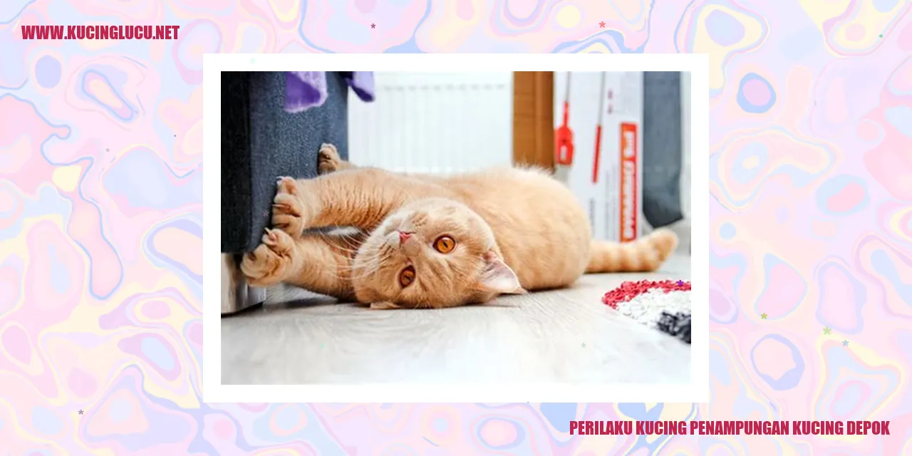 Foto Kucing Penampungan