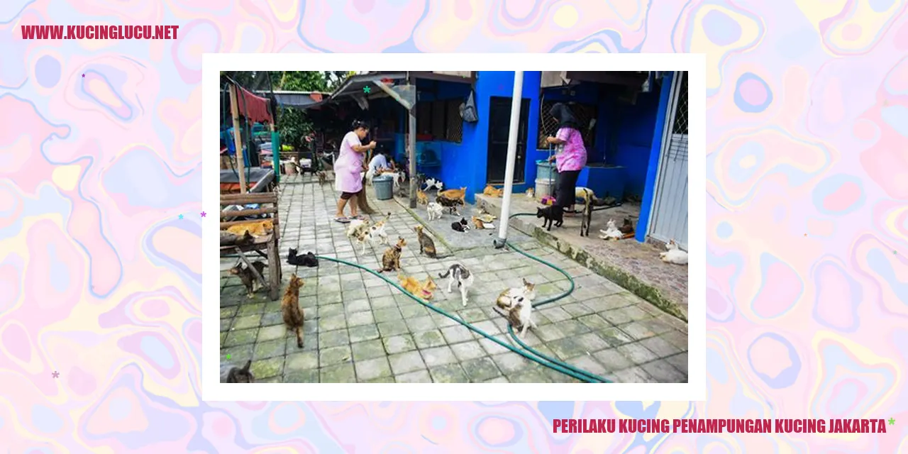 Perilaku Kucing Penampungan di Jakarta