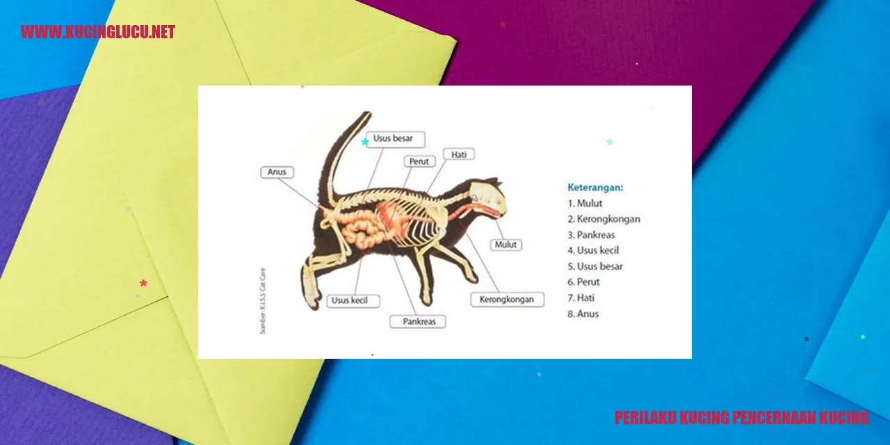 Perilaku Kucing Pencernaan Kucing