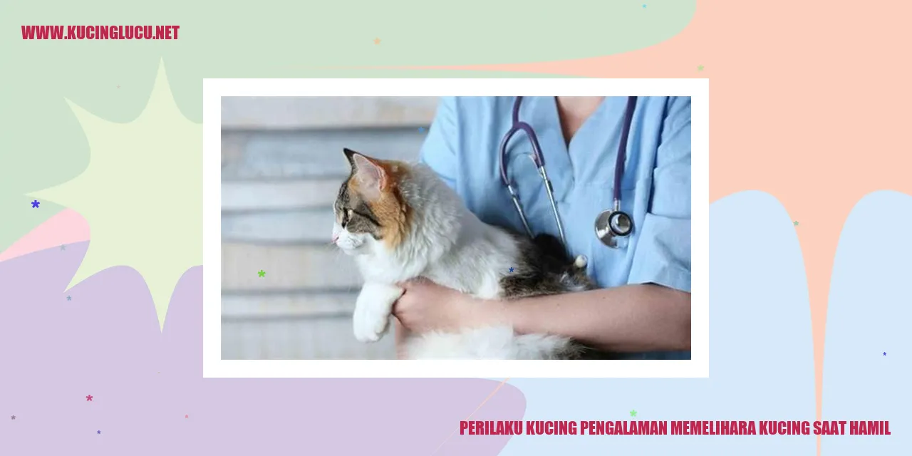 Perilaku Kucing Pengalaman Memelihara Kucing Saat Hamil
