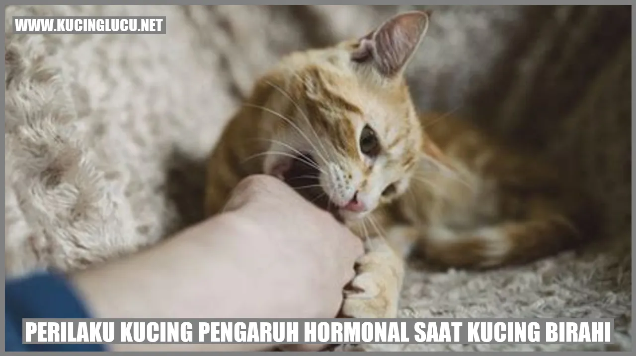 Kucing Birahi