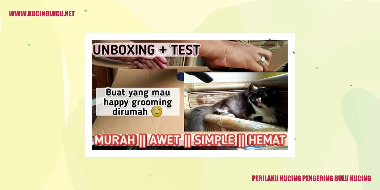 Kucing pengering bulu kucing