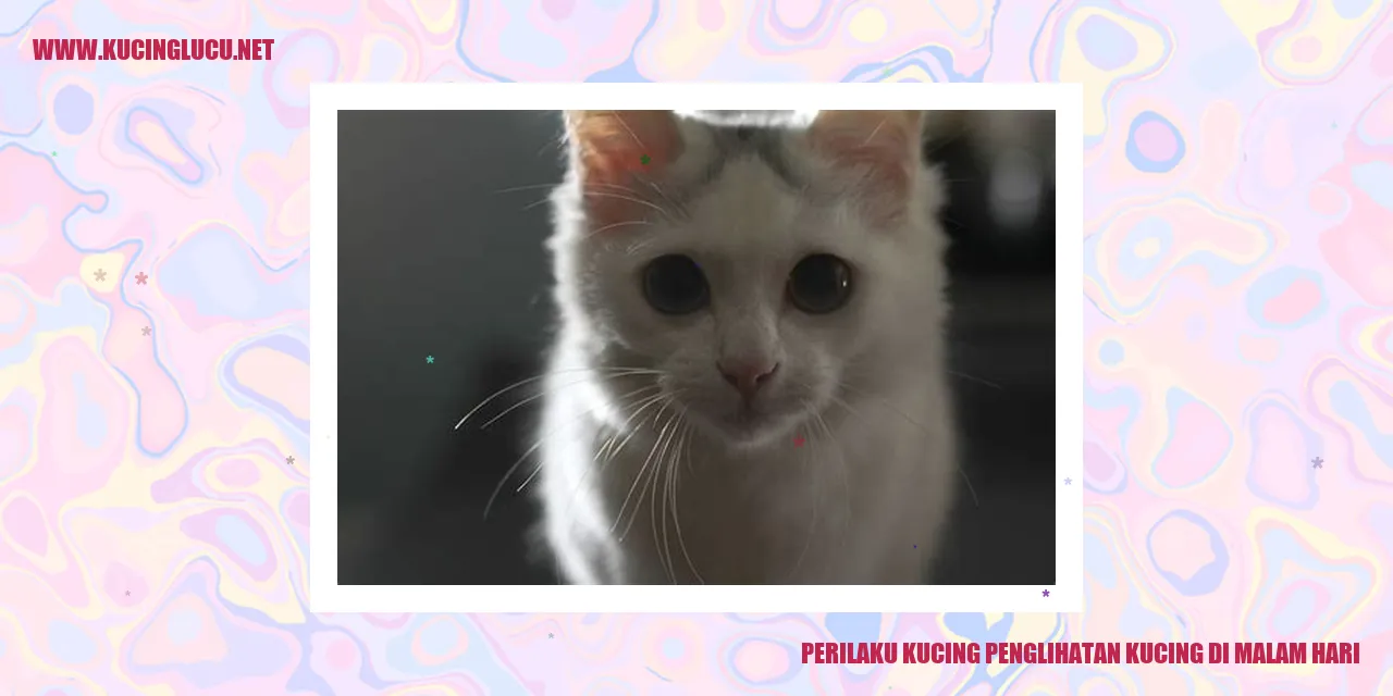 Perilaku Kucing Penglihatan Kucing di Malam Hari