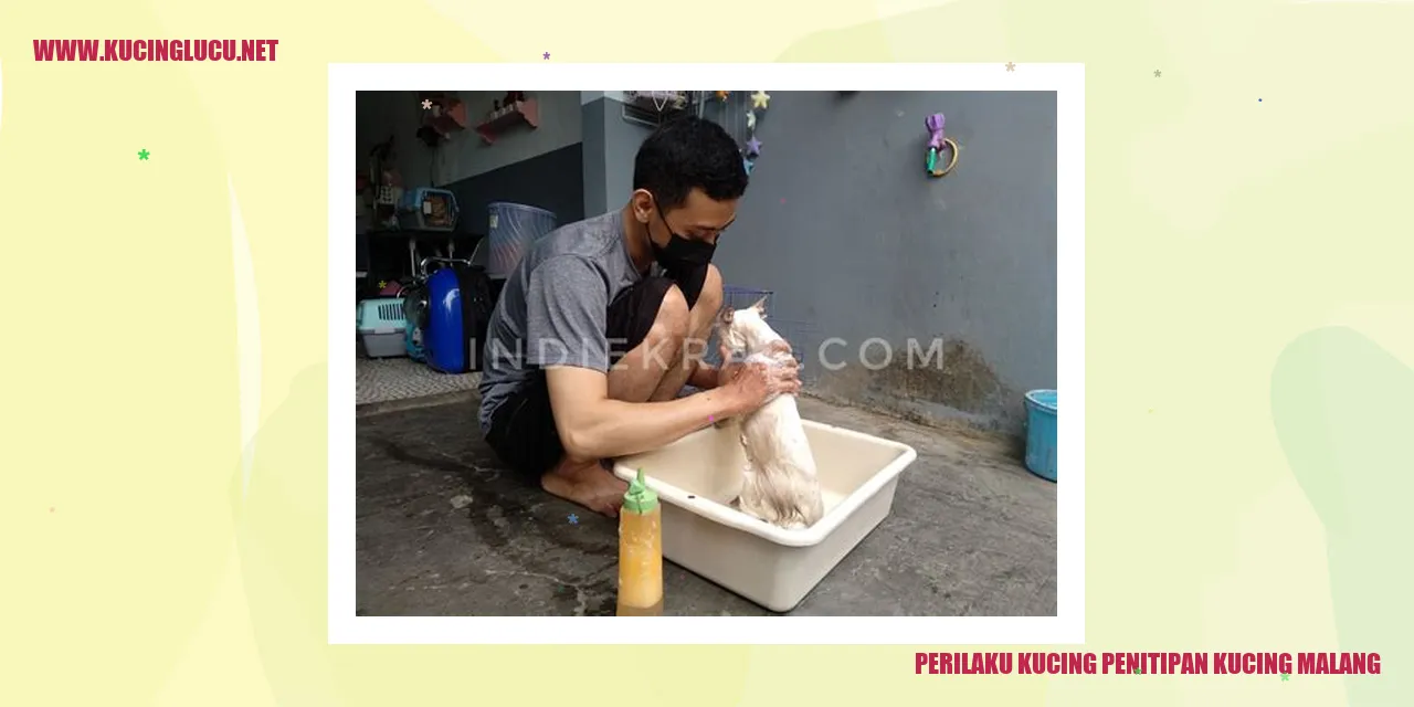 Kucing penitipan kucing malang