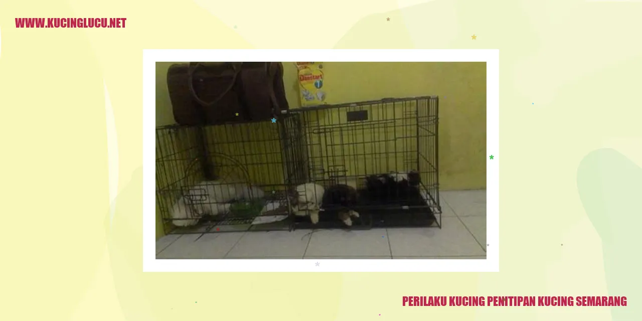 Perilaku Kucing penitipan kucing semarang