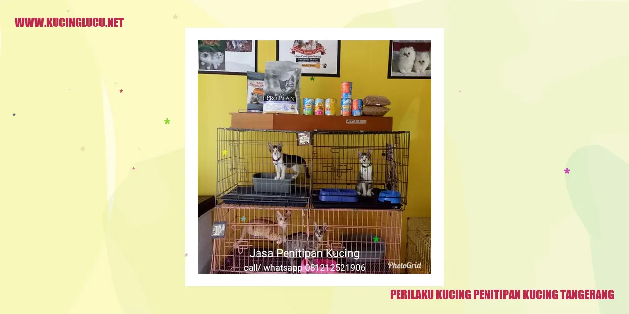 Perilaku Kucing Penitipan Kucing Tangerang