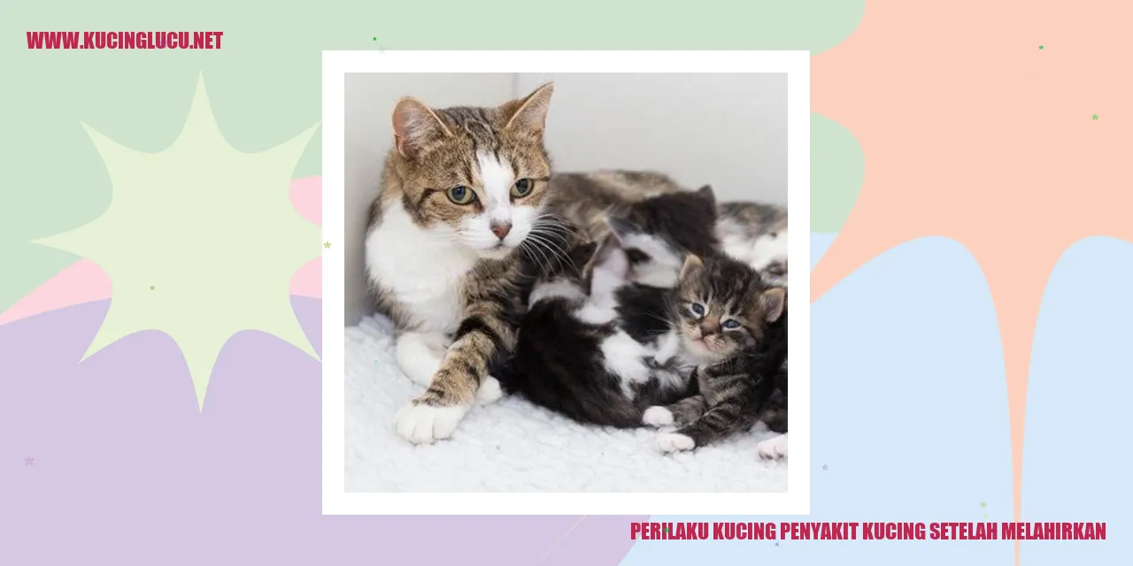 Kucing Setelah Melahirkan