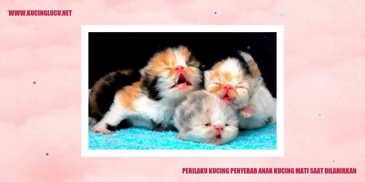 Gambar Perilaku Kucing