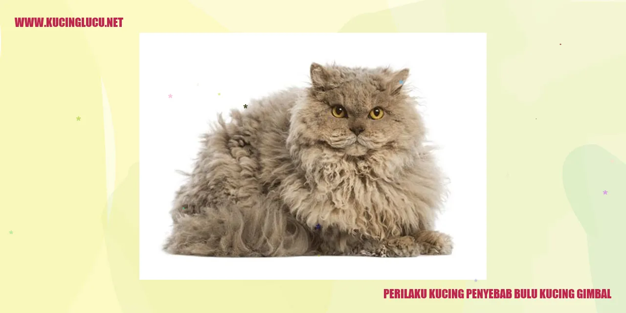 Perilaku Kucing