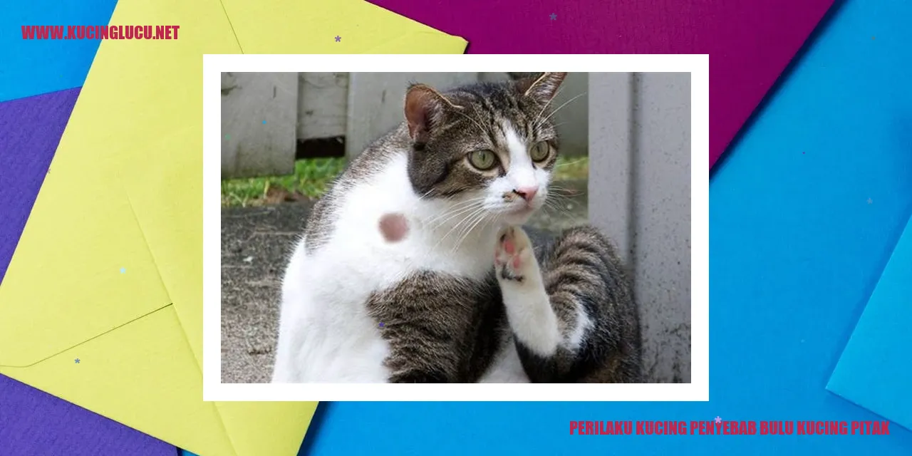 Perilaku Kucing penyebab bulu kucing pitak