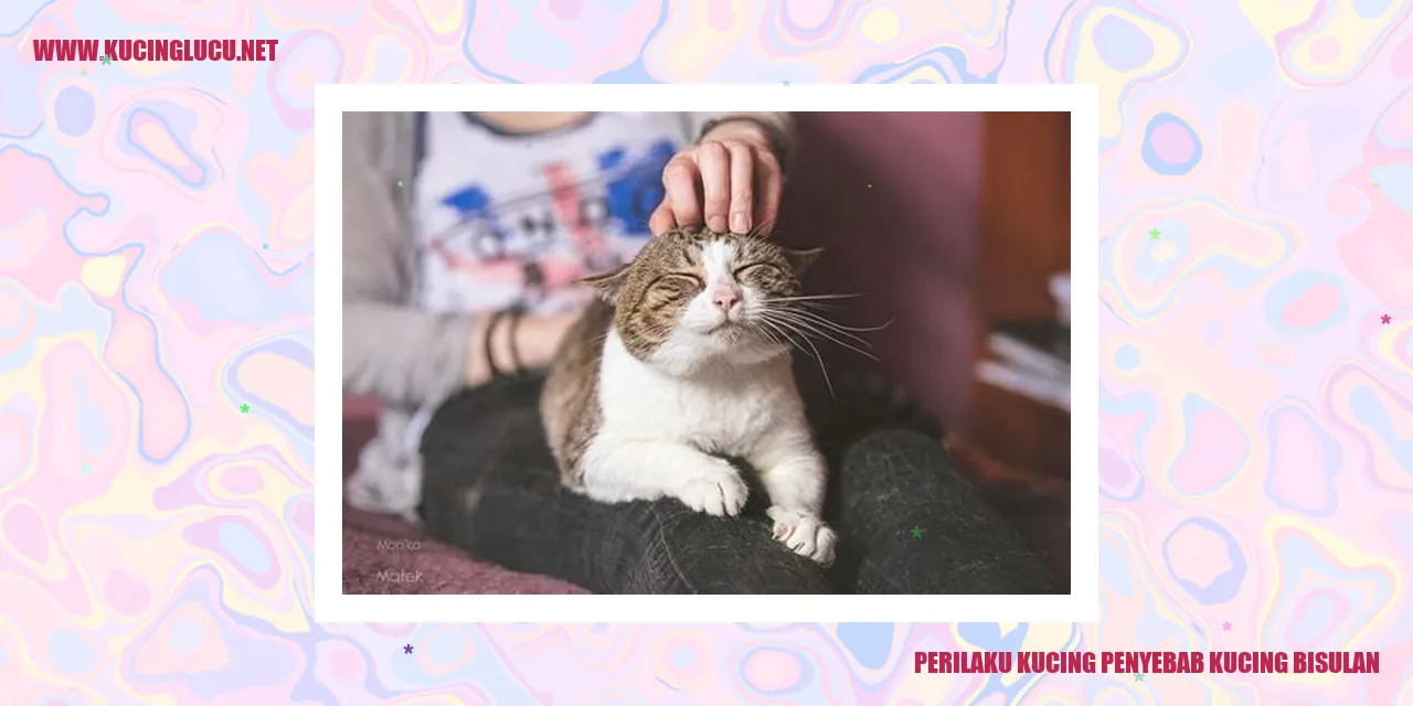 Kucing yang menjilati diri