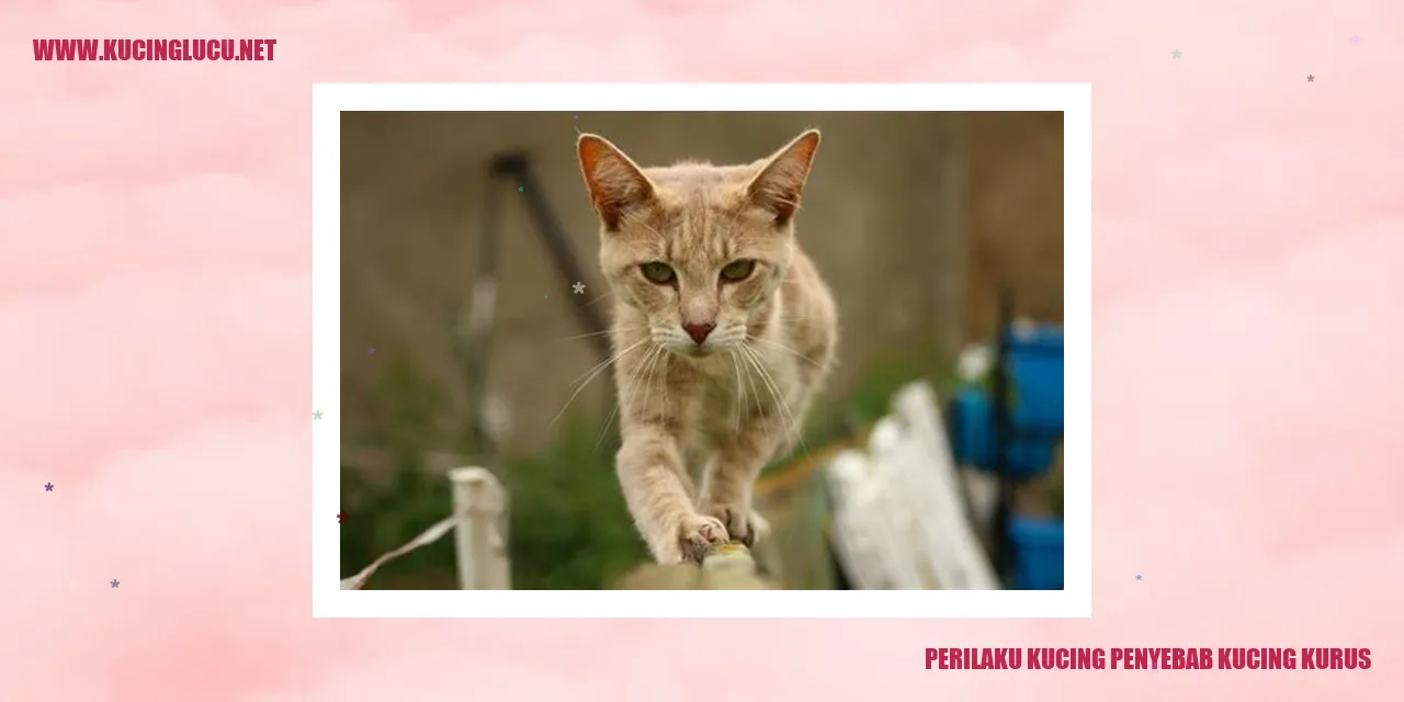 Perilaku Kucing Kecil