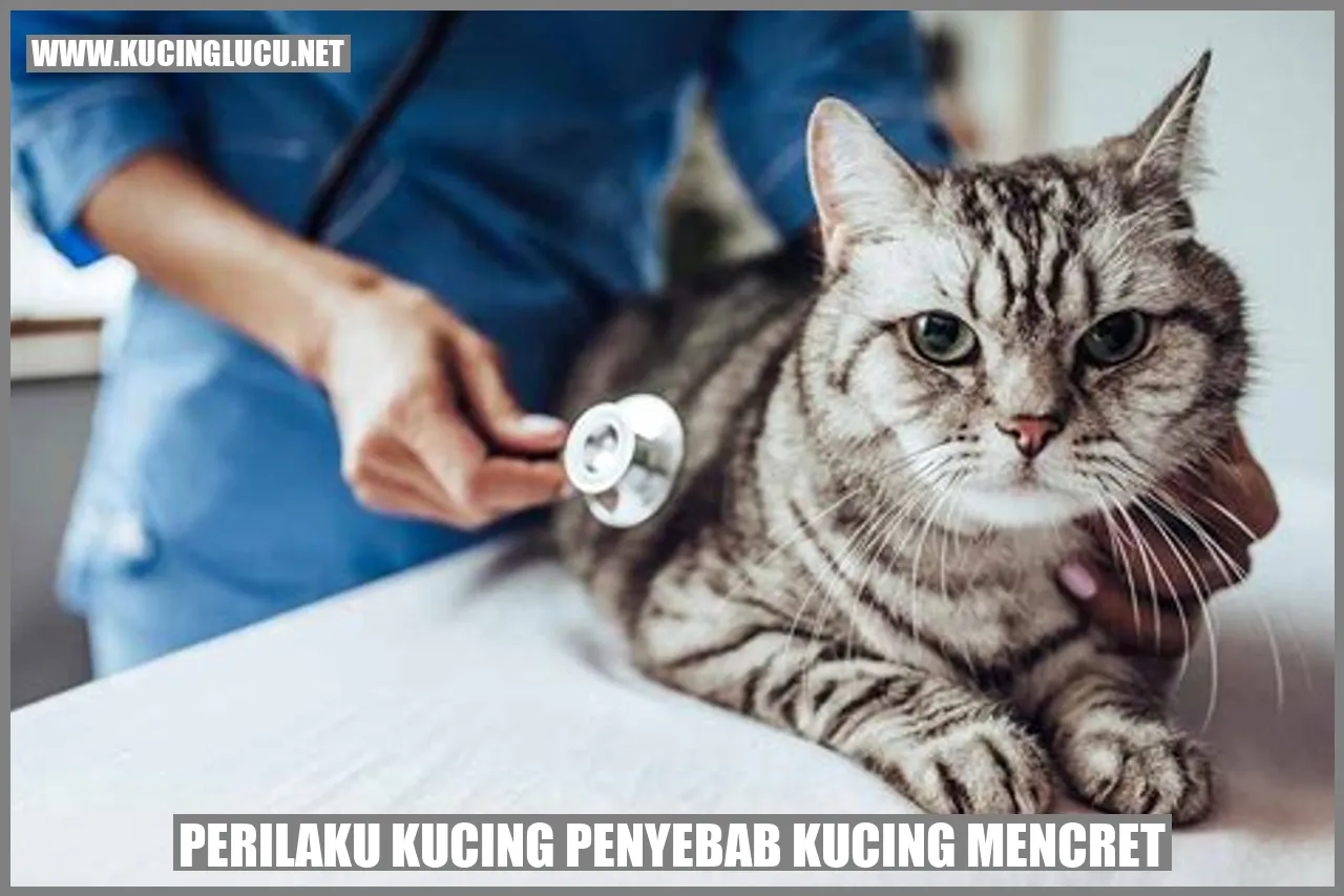 Perilaku kucing penyebab kucing mencret