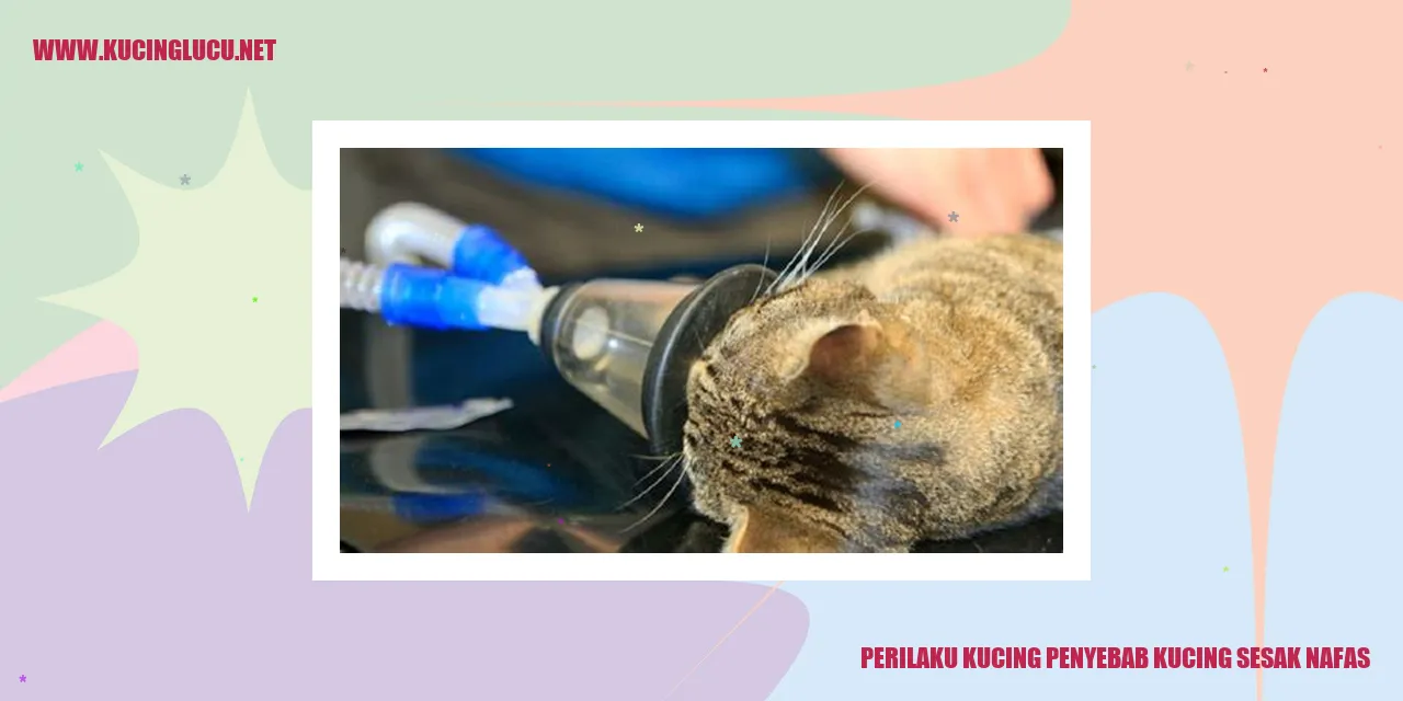 Perilaku Kucing penyebab kucing sesak nafas
