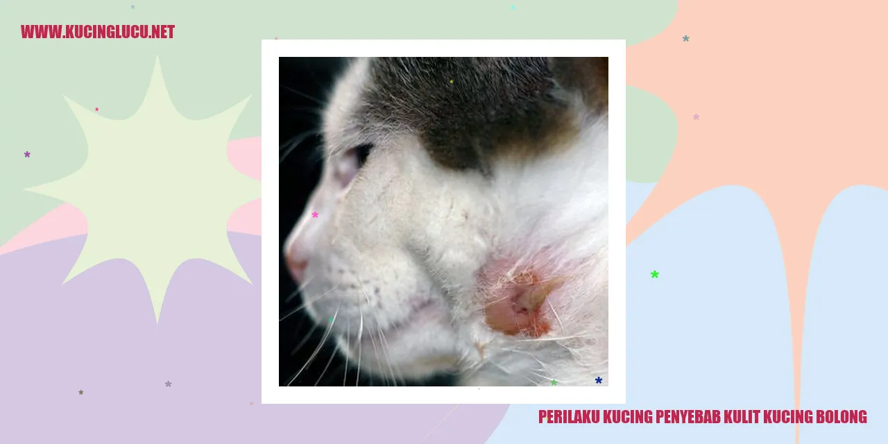 Gambar Kucing Bolong