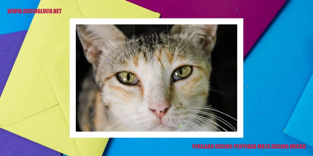 Gambar Kucing