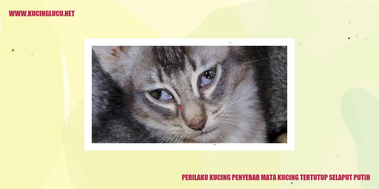 Gambar kucing dengan mata tertutup selaput putih