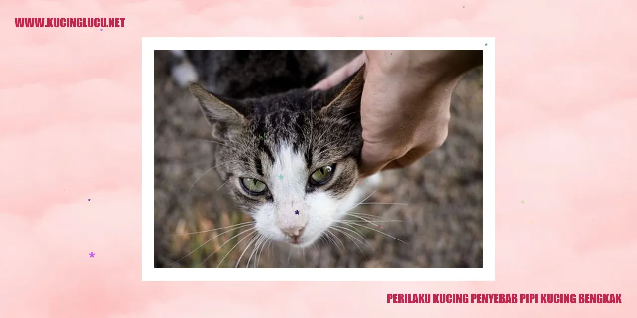 Gambar Kucing