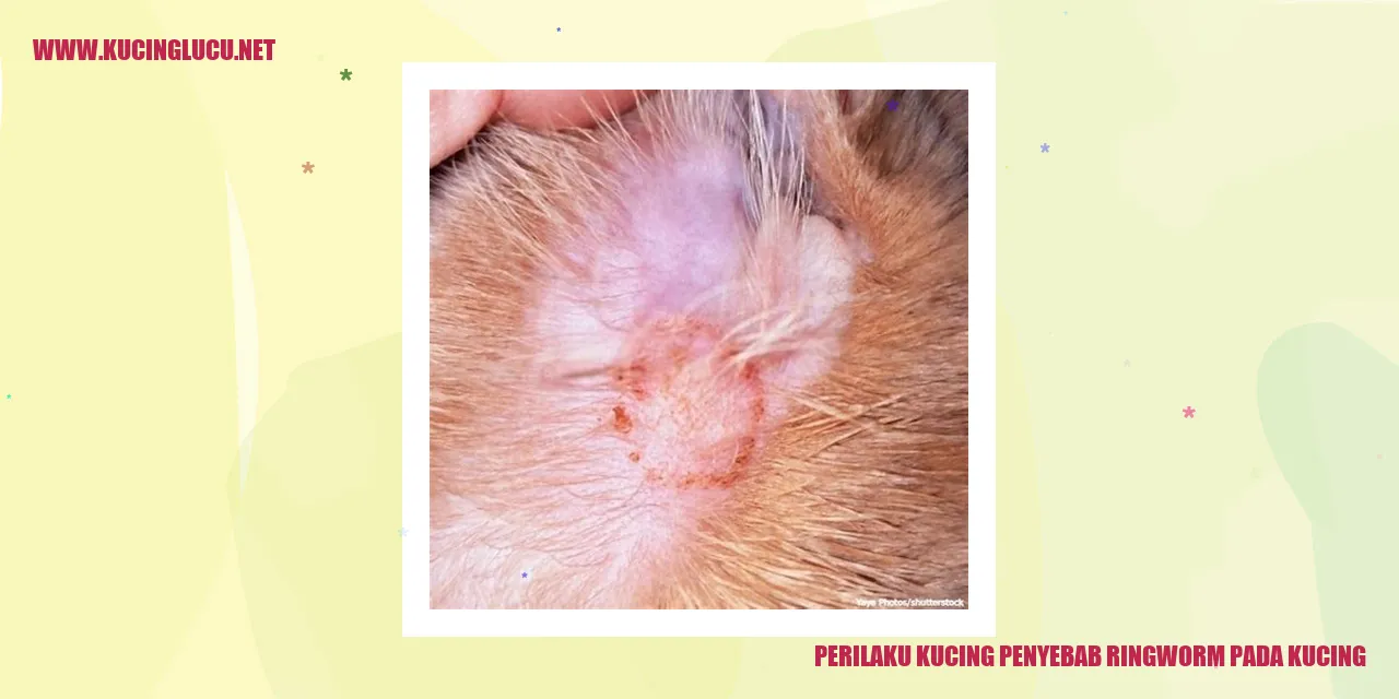 Perilaku Kucing penyebab ringworm pada kucing