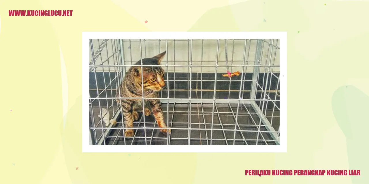 Perilaku Kucing perangkap kucing liar