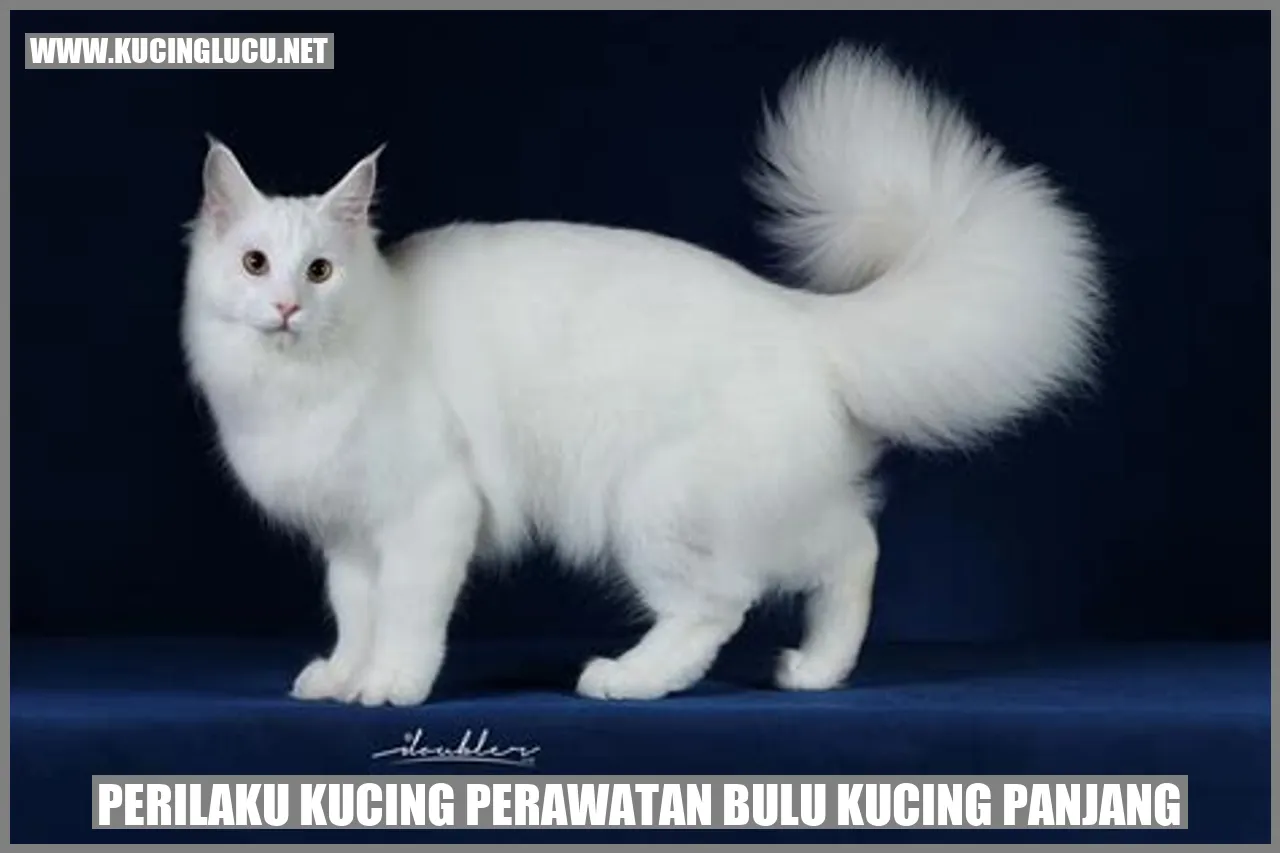 Kucing dengan bulu panjang yang indah