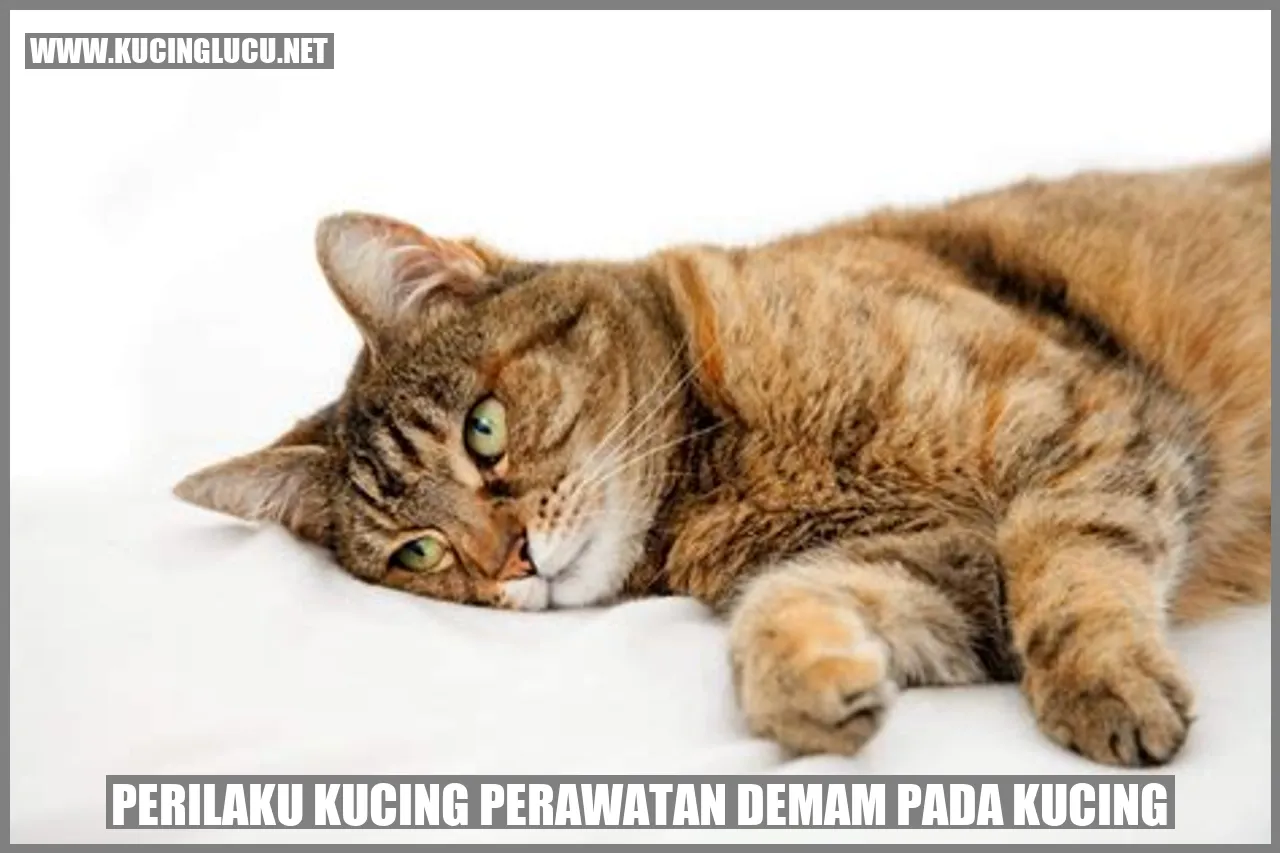 Gambar Perilaku Kucing Perawatan Demam Pada Kucing