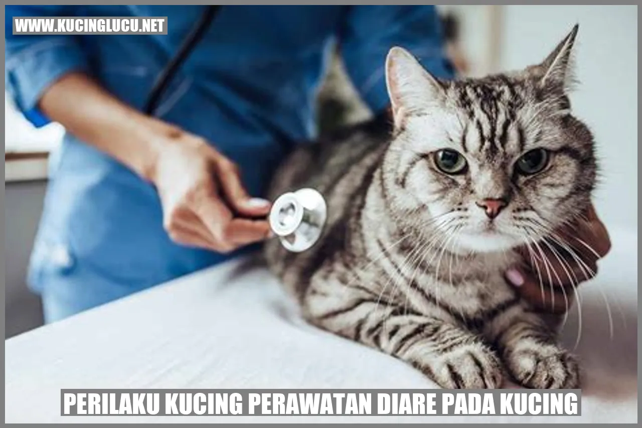 Perilaku Kucing perawatan diare pada kucing