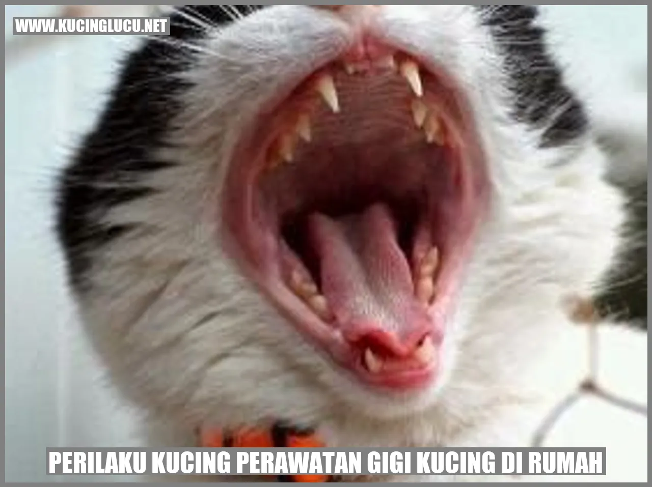 Perilaku Kucing dalam Perawatan Gigi di Rumah