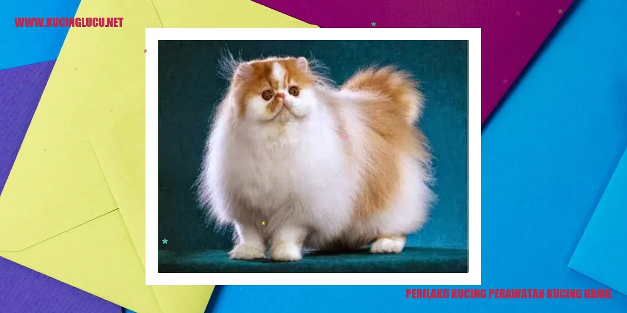 Gambar kucing hamil
