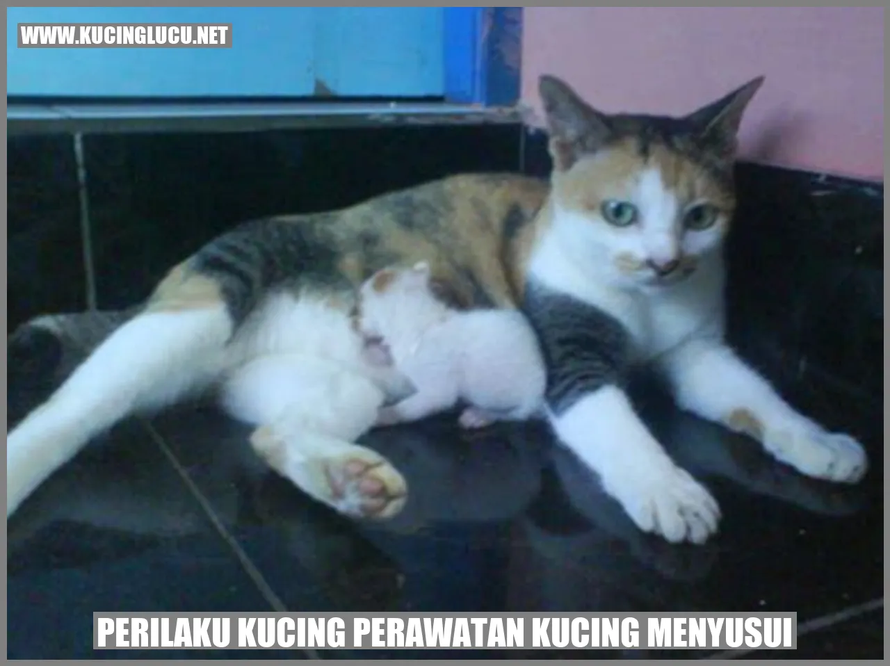 Kucing sedang menyusui anaknya