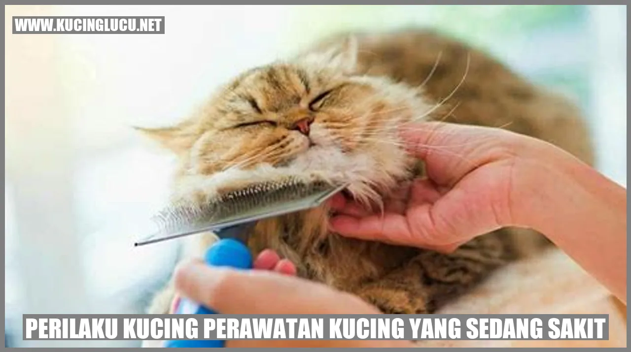 perilaku kucing yang sedang sakit