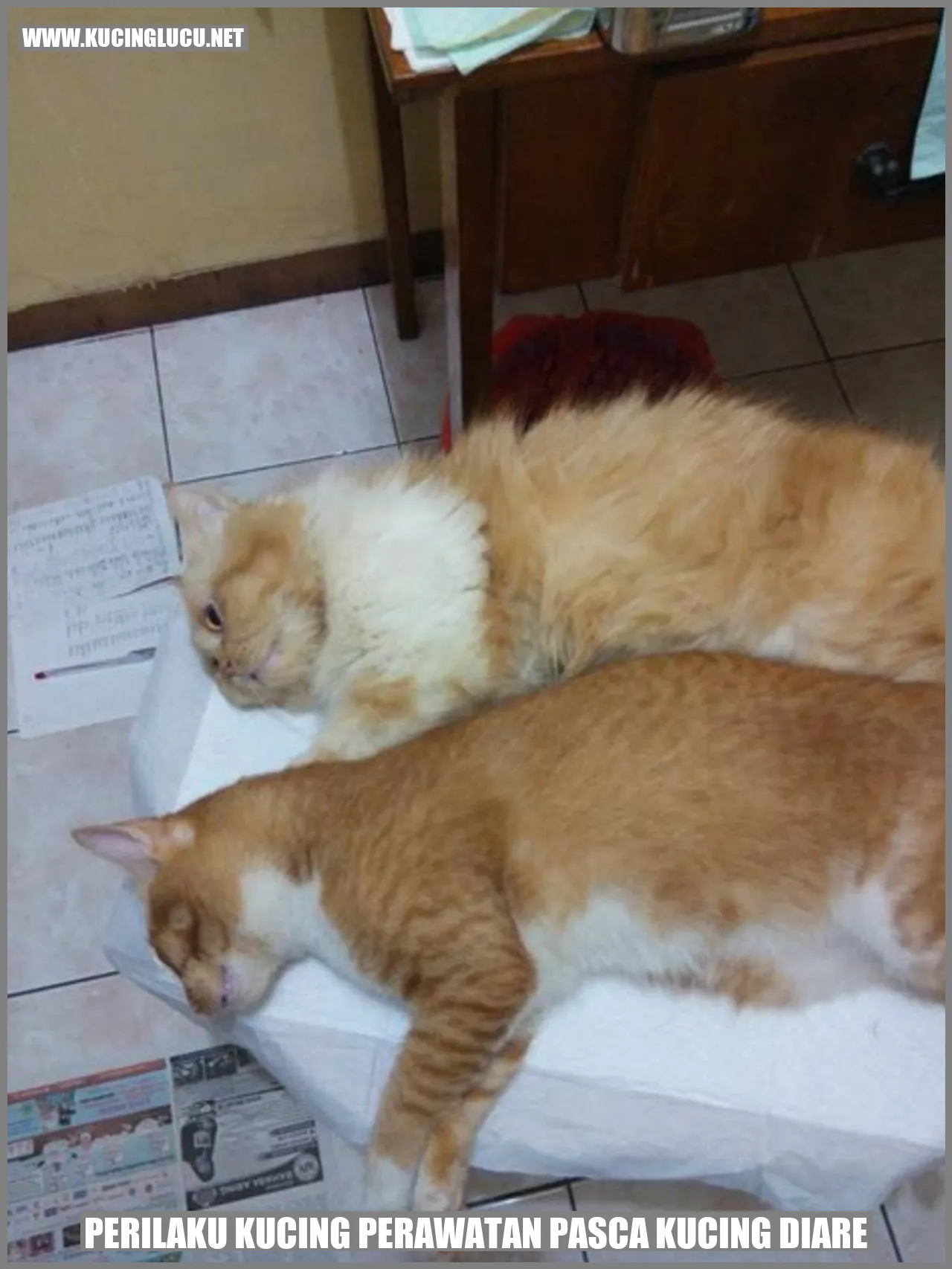 Perilaku Kucing perawatan pasca kucing diare