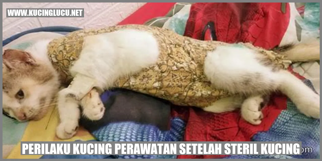 Perilaku Kucing Perawatan Setelah Sterilisasi