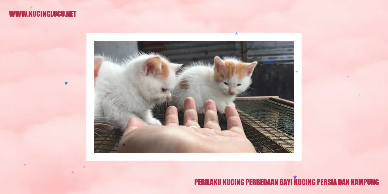 Perilaku Kucing Perbedaan Bayi Kucing Persia dan Kampung