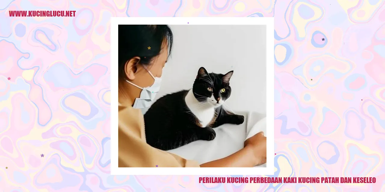 Perilaku Kucing