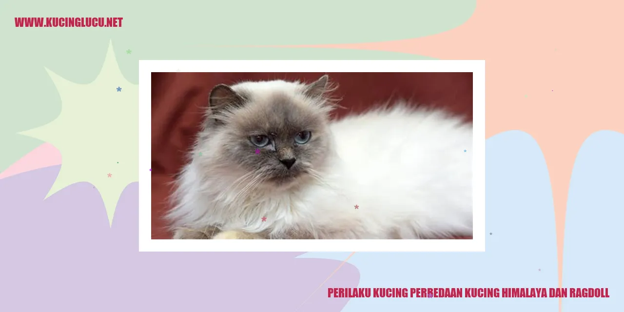 Perbedaan Kucing Himalaya dan Ragdoll