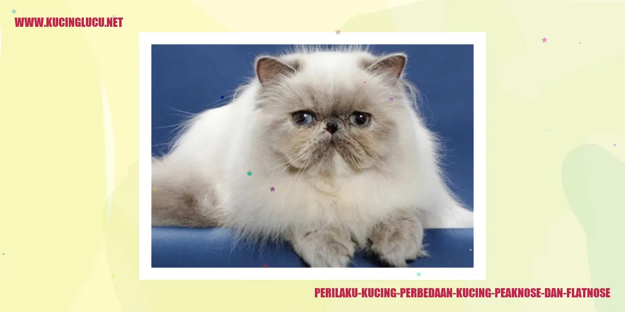 Perilaku Kucing perbedaan kucing peaknose dan flatnose