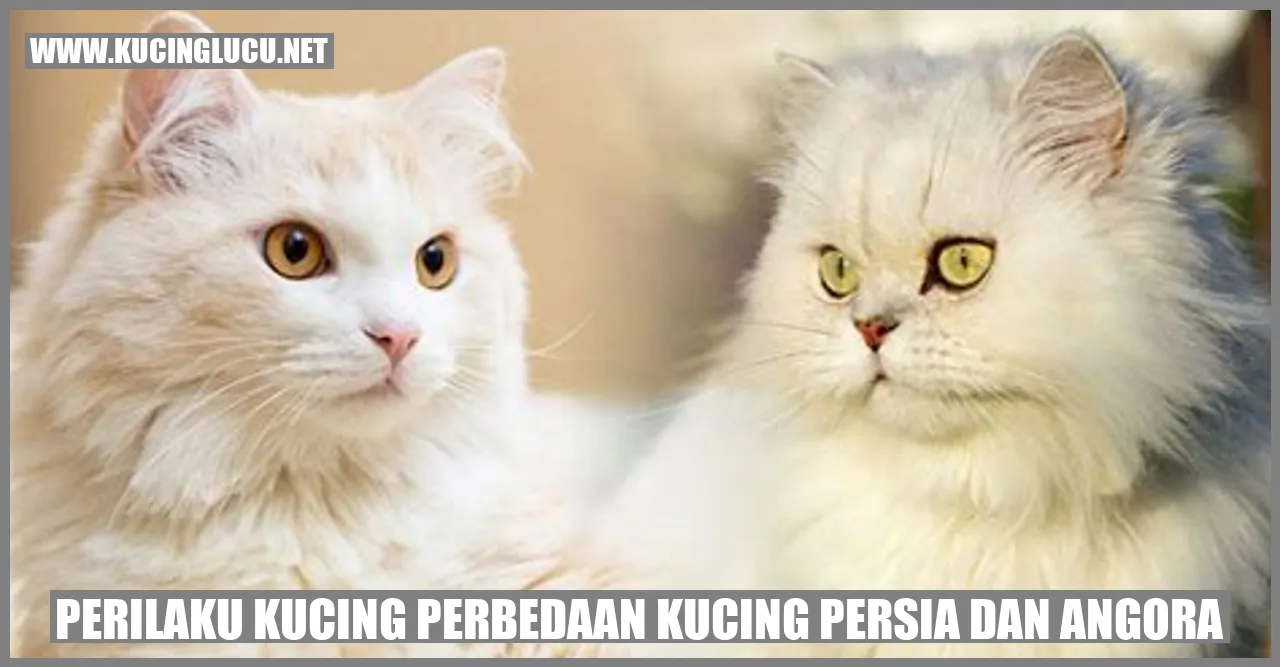 Perilaku Kucing Persia dan Angora