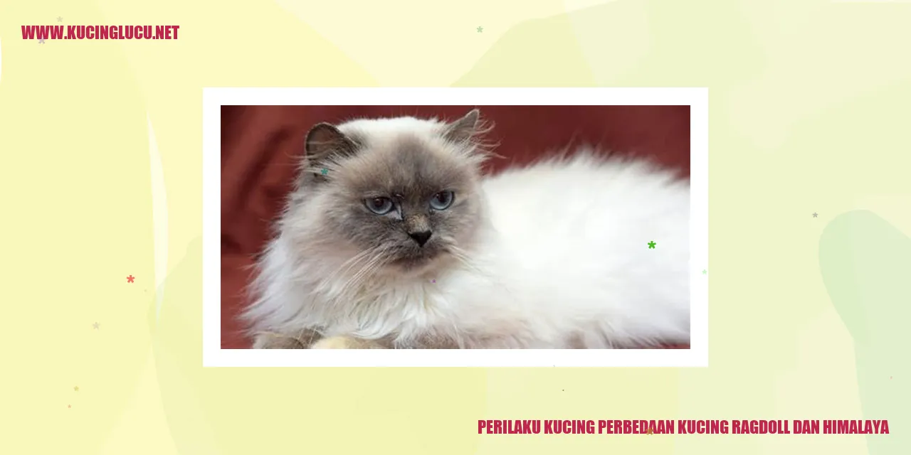 Perbedaan Kucing Ragdoll dan Himalaya
