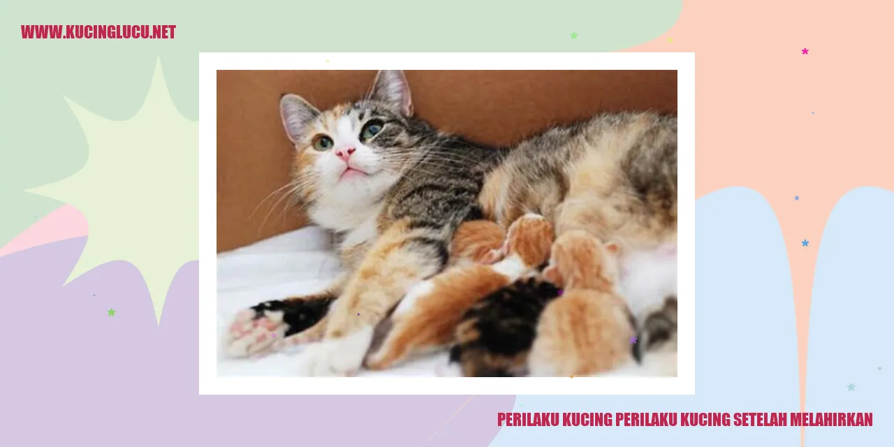 Kucing Sedang Melahirkan
